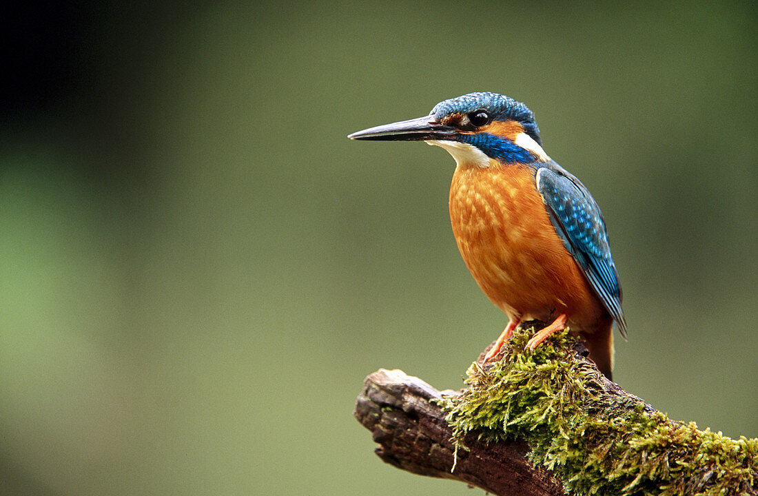 Kingfisher (Alcedo atthis). Male. Germany