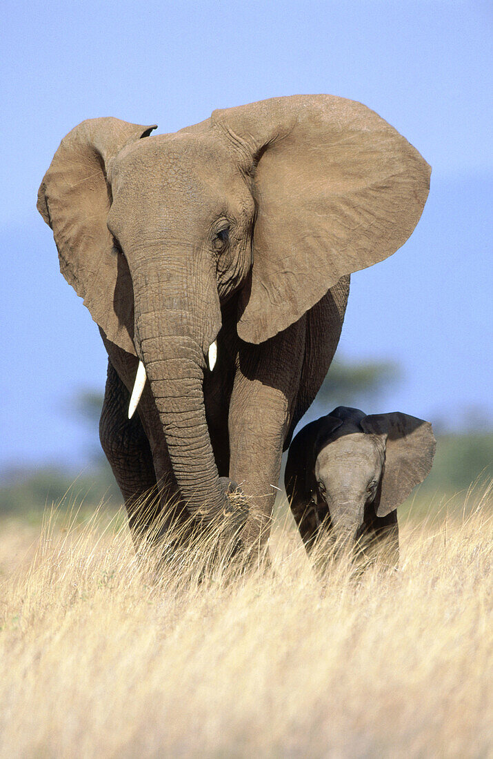 African Elephants (Loxodonta africana), mother and calf. Samburu National Reserve. Kenya