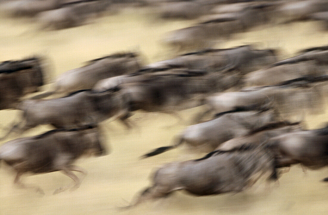 Blinded Blue Wildebeest (Connochaetes taurinus) migration. Masai Mara Game Reserve, Kenya