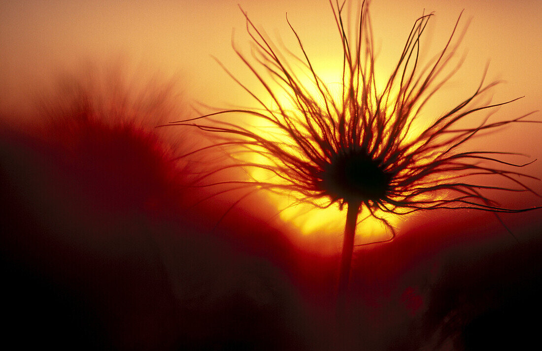 Small pasqueflower, seeds (Pulsatilla pratensis). Oland, Sweden