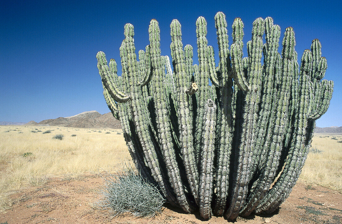 Euphorbia virosa. Namibia