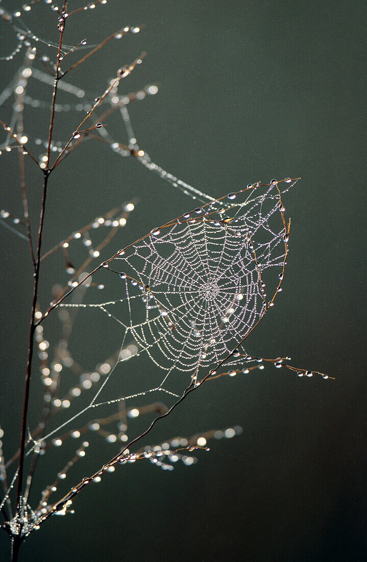 Spiderweb with dew drops. Everglades National Park. Florida. USA