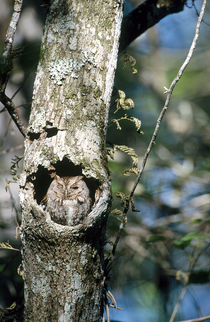 Eastern Screech-Owl (Megascops asio). Corkscrew swamp. Florida. USA