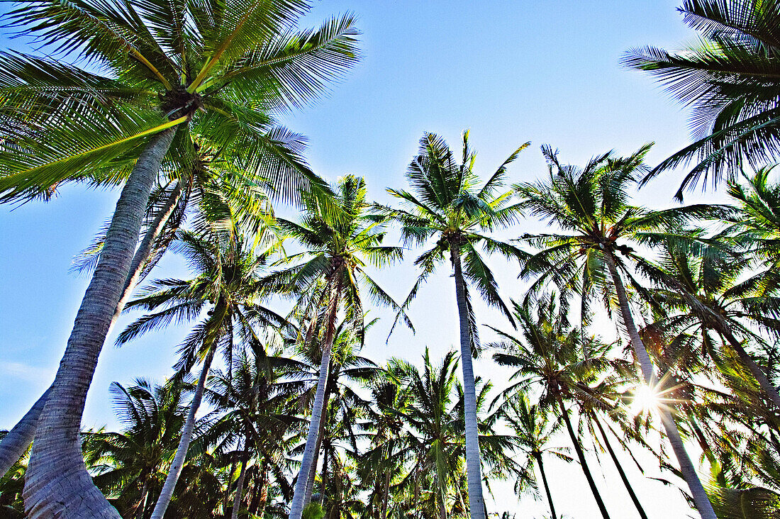 Palm Trees in the Sun, Early Morning, Tropical Paradise, Ilocos Norte, Pagudpud, Philippines