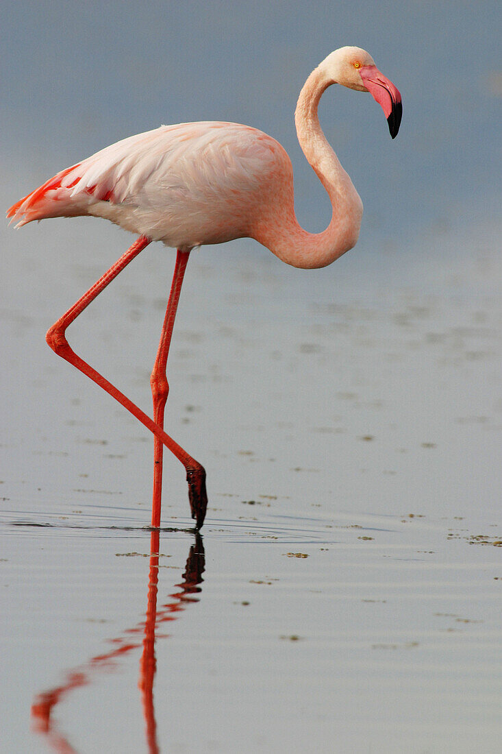 Greater Flamingo (Phoenicopterus ruber). Fuente de Piedra Lagoon. Málaga province. Spain