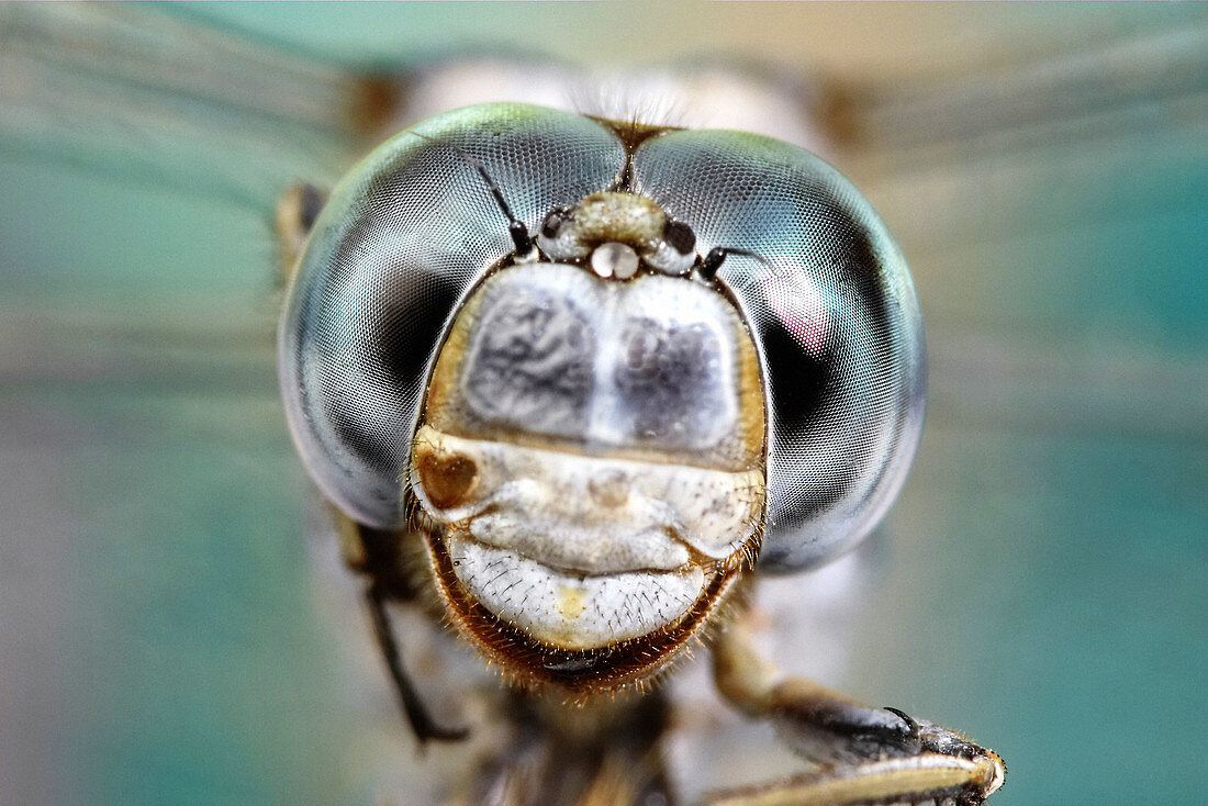 Head of male dragonfly (Orthetrum sp.)