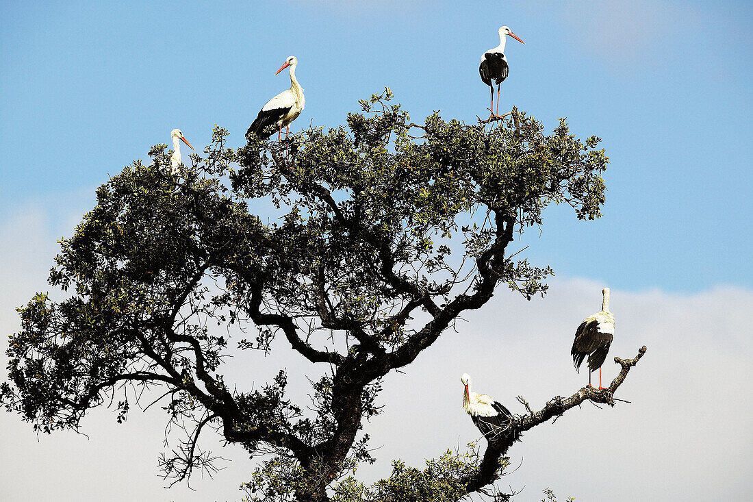 White Stork (Ciconia ciconia)