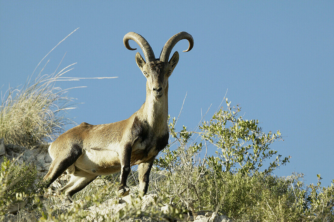 Rock Goat (Capra ibex). Parque Natural Sierras de Tejeda y Almijara. Málaga province. Spain