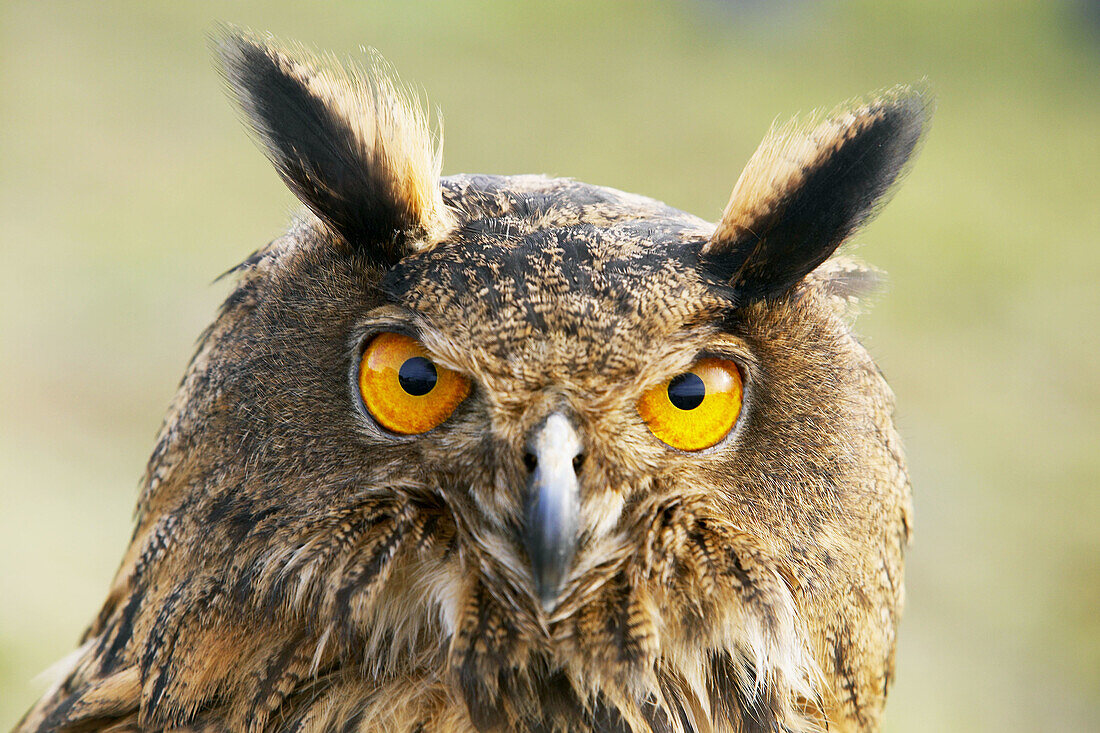 Eagle Owl (Bubo bubo)