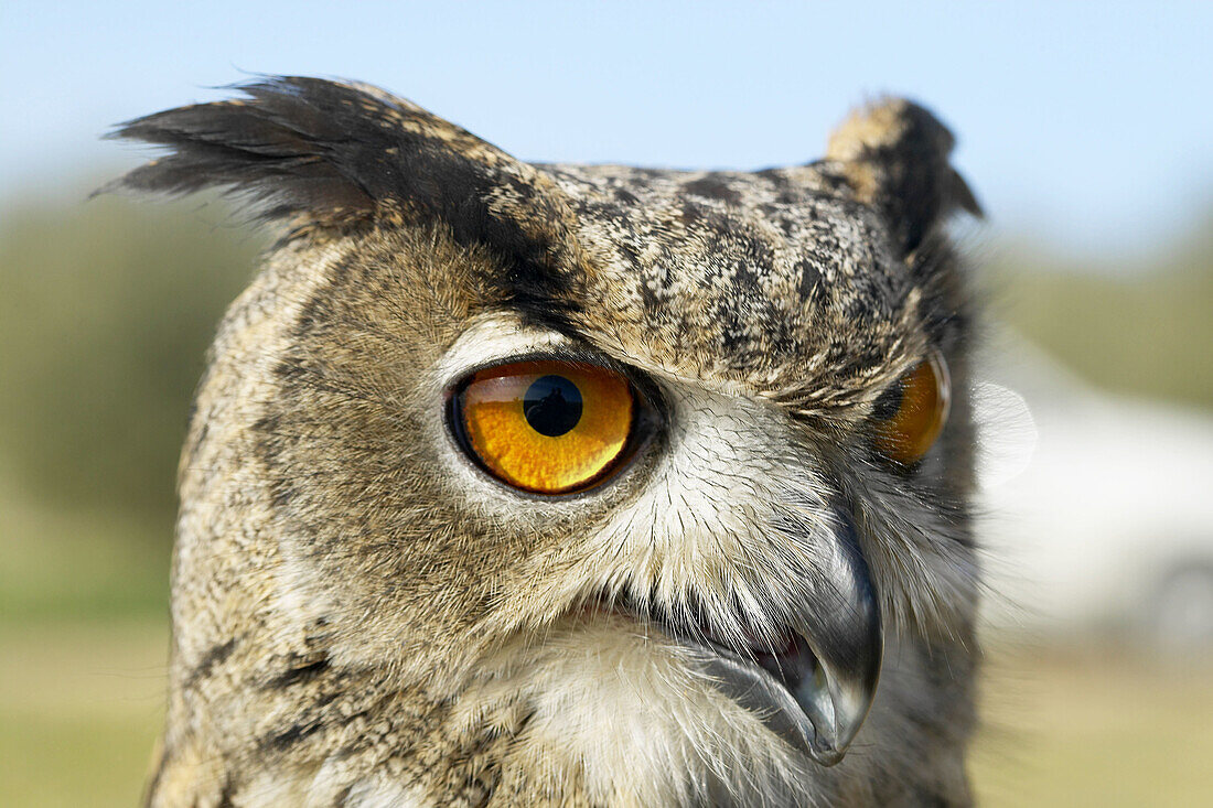 Eagle Owl (Bubo bubo)