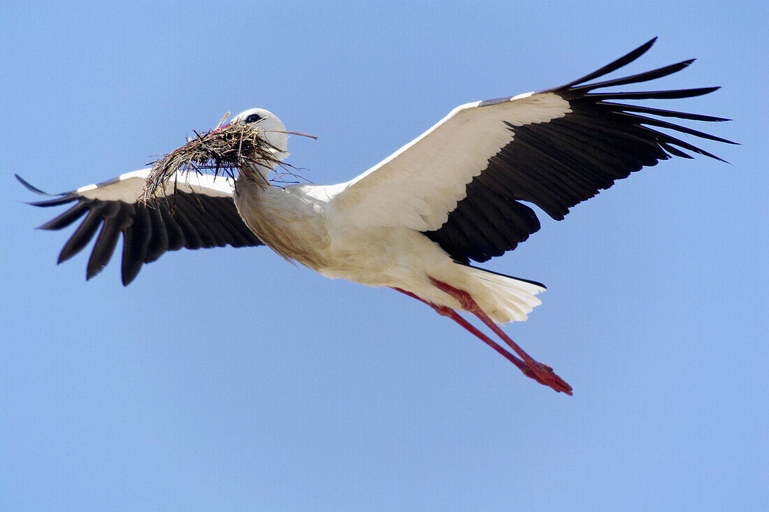 White Stork (Ciconia ciconia)