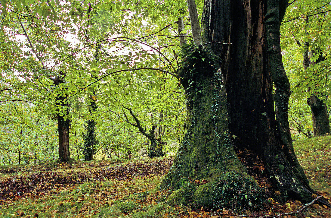 Chestnuts forest. Courel. Asturias, Spain