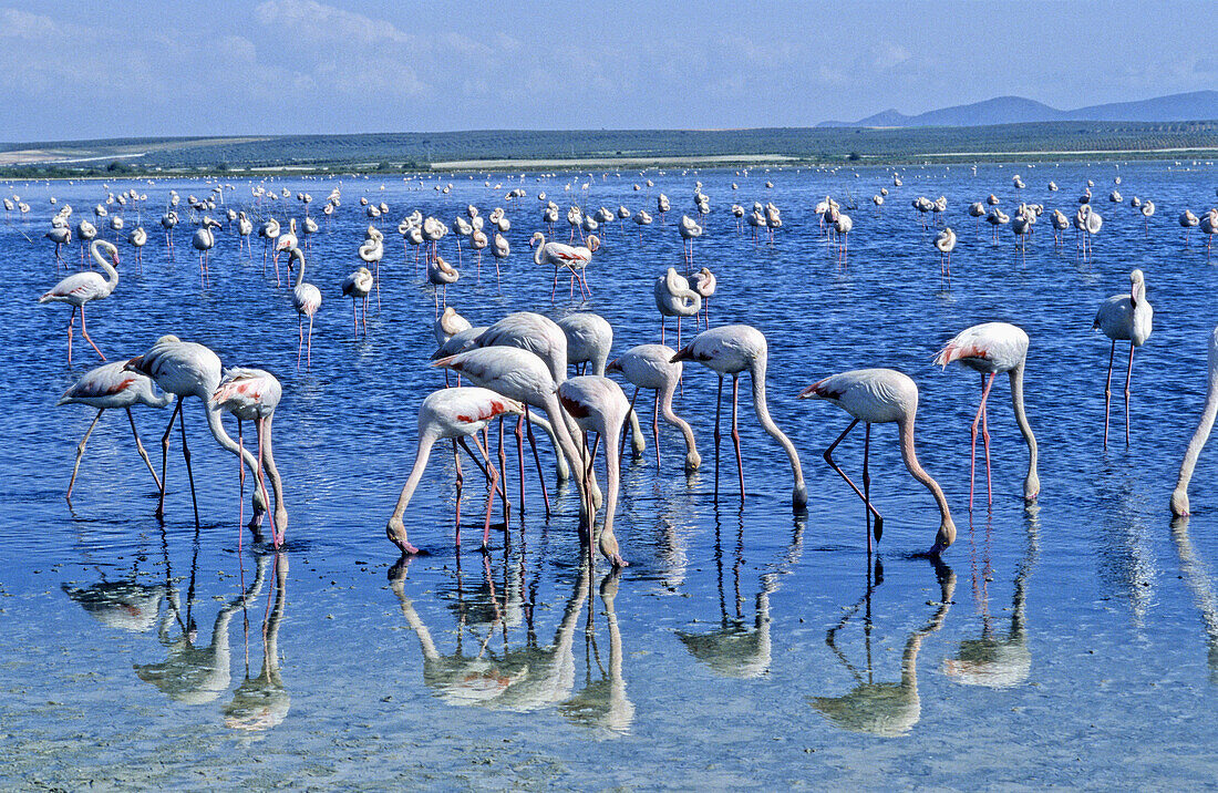 Greater Flamingos (Phoenicopterus ruber)