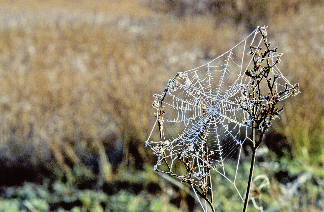 Frosted spider web. Teruel province, Spain
