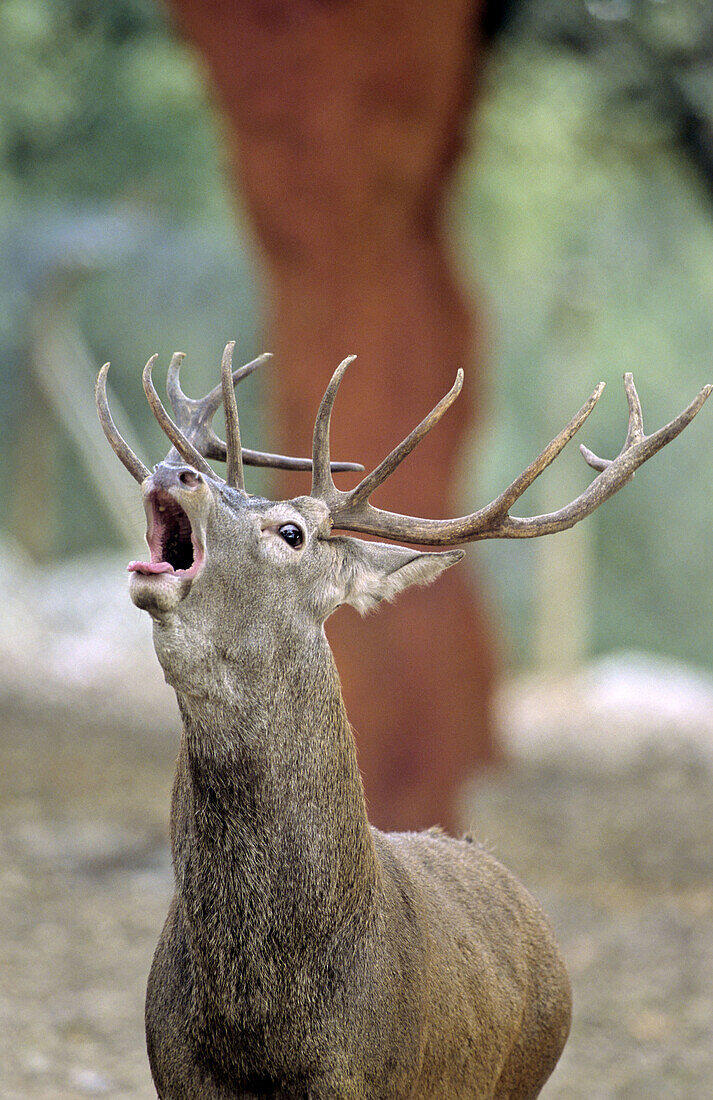 Red deer (Cervus elaphus)