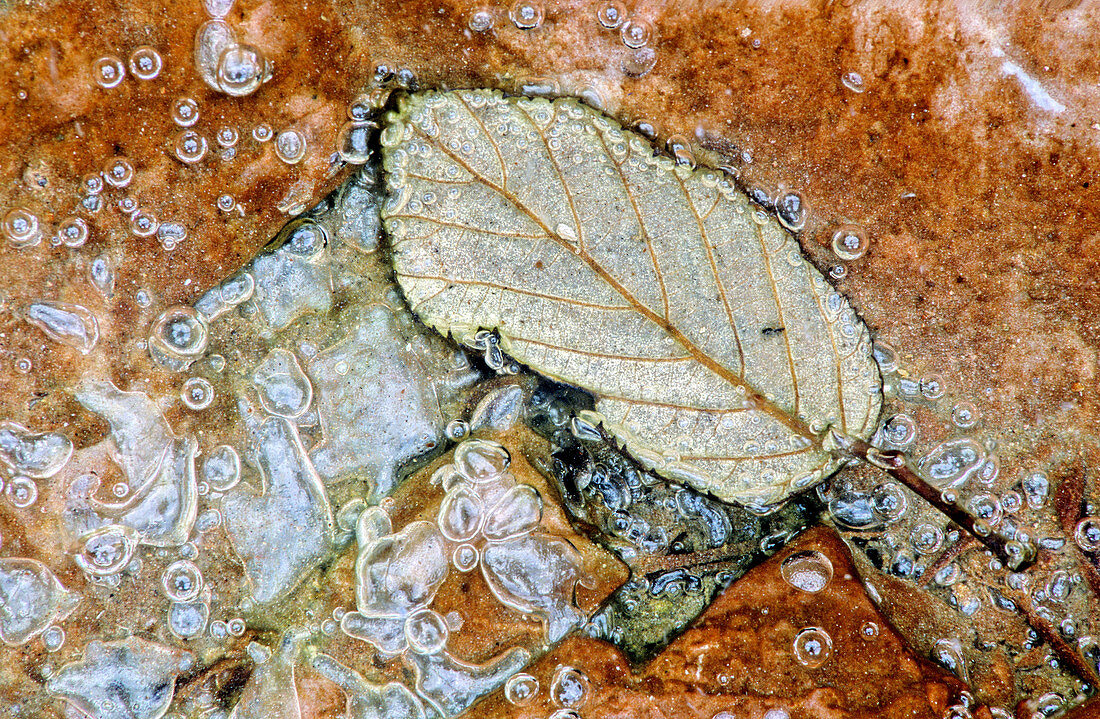 Frozen leaf