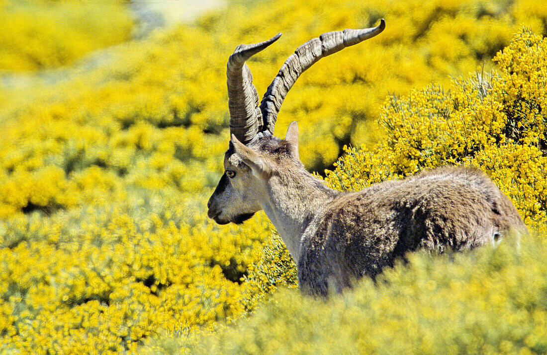 Rock Goat (Capra ibex). Spain