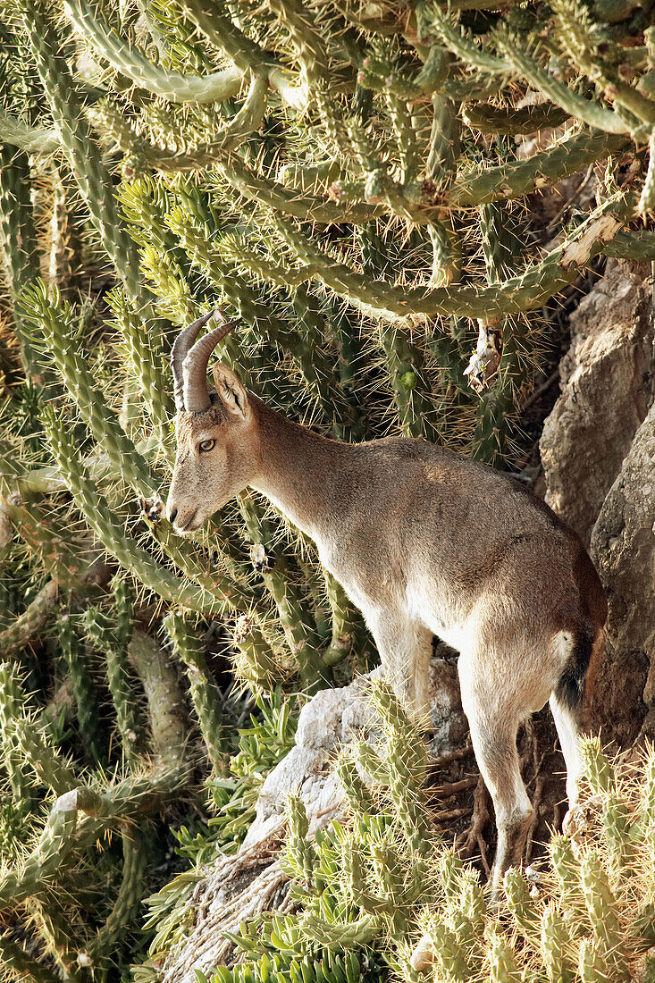 Rock Goat (Capra ibex). Parque Natural Sierras de Tejeda y Almijara. Málaga province, Spain