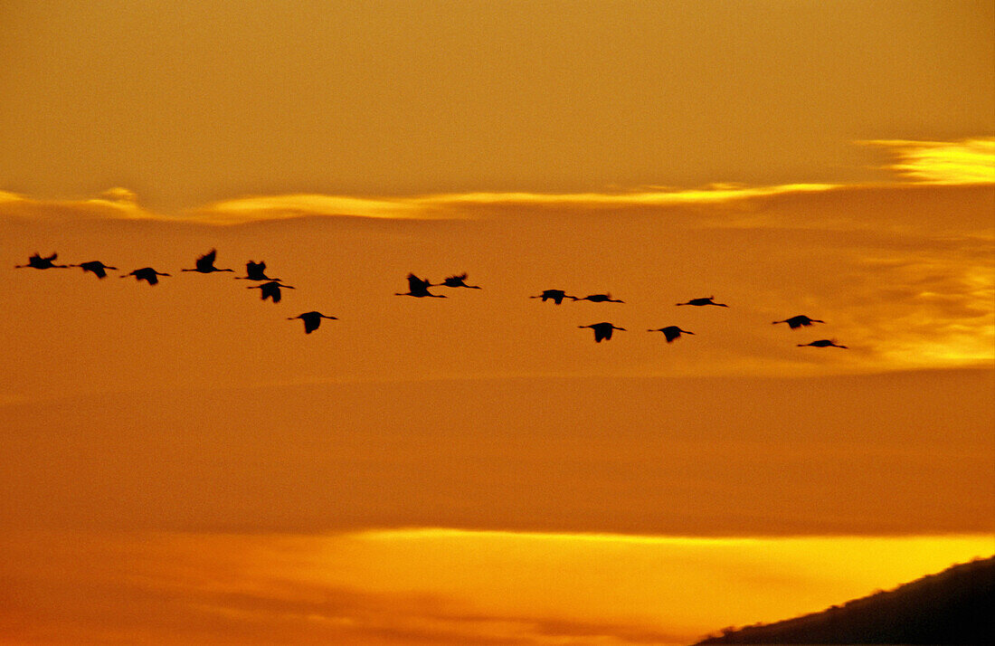 Crane flying. Spain