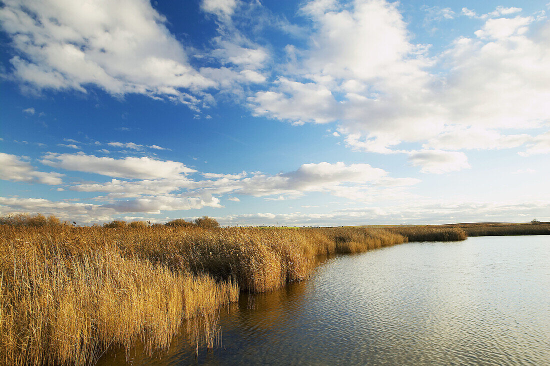 Tablas de Daimiel National Park in Ciudad Real province. Castilla-La Mancha, Spain