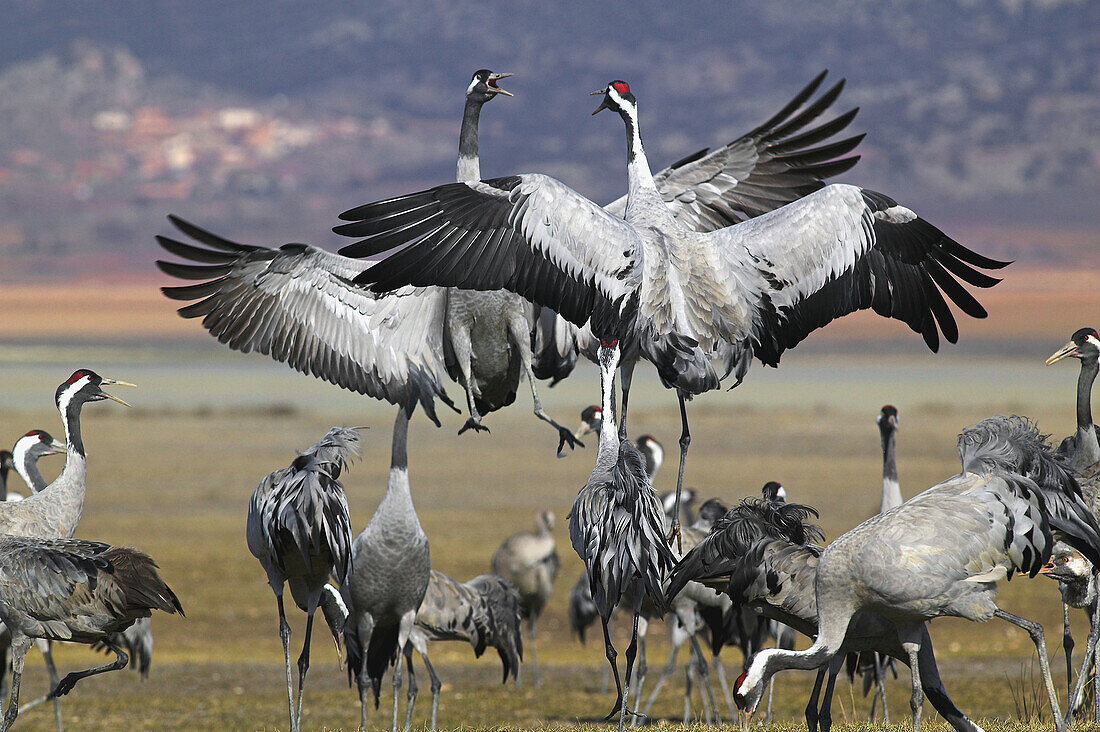 Cranes flying. Spain