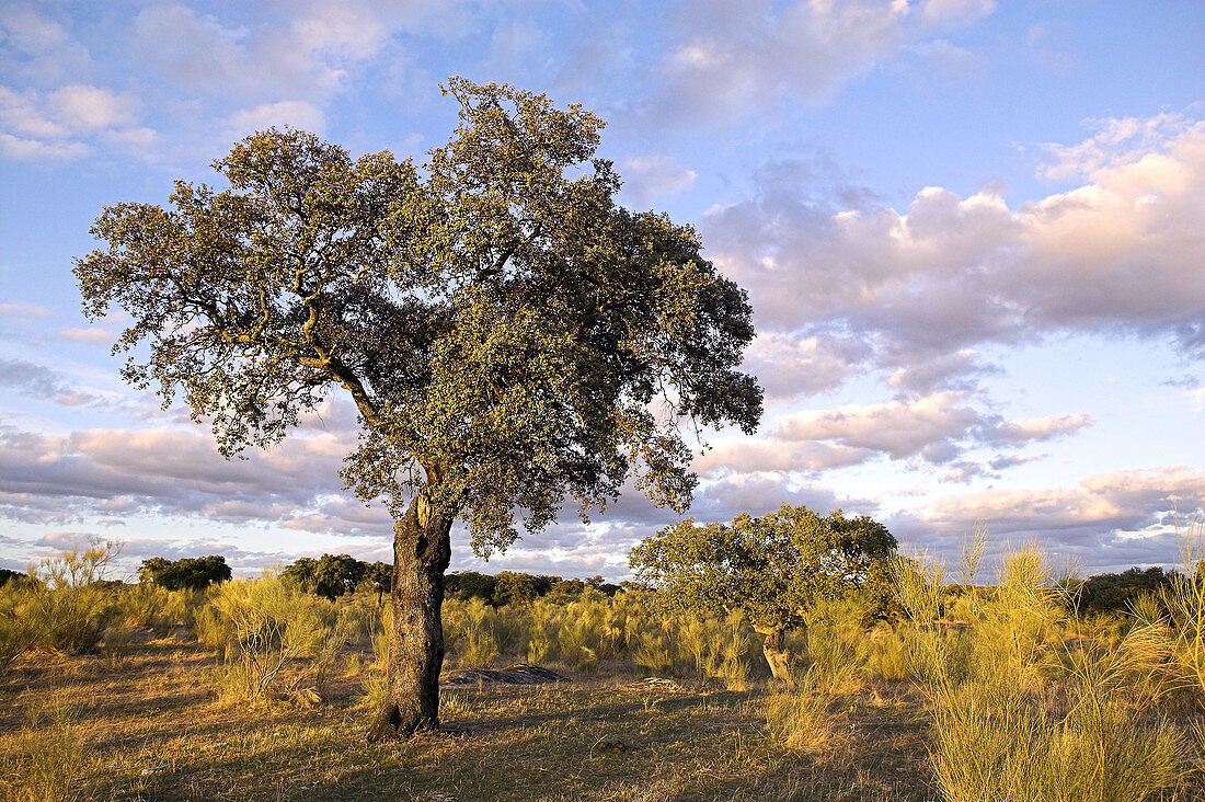 Holm Oak in Cornalvo Natural Park. Extremadura, Spain