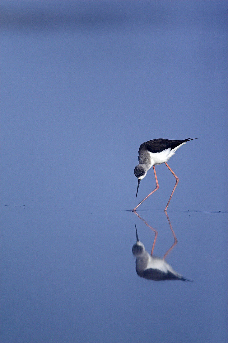 Black-winged Stilt (Himantopus himantopus)