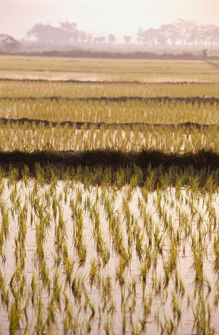 Newly planted rice fields. Vientiane. Laos