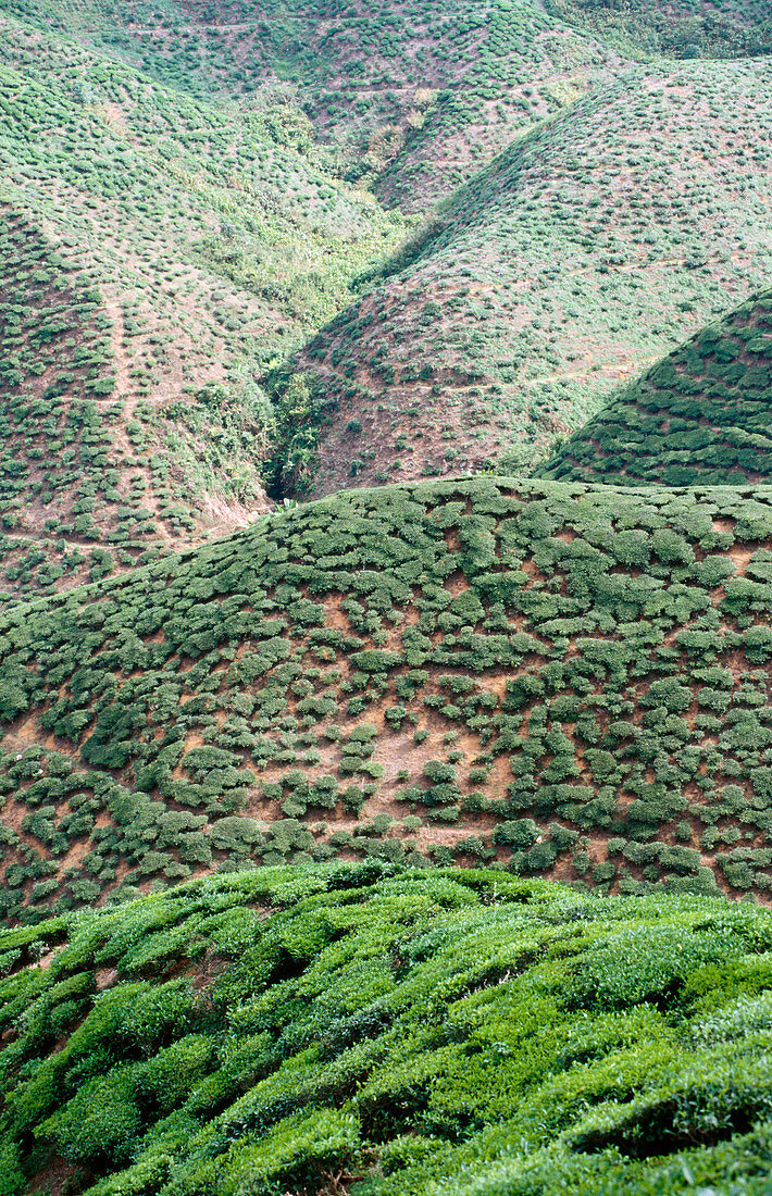 Tea plantations in Cameron Highlands. Malaysia