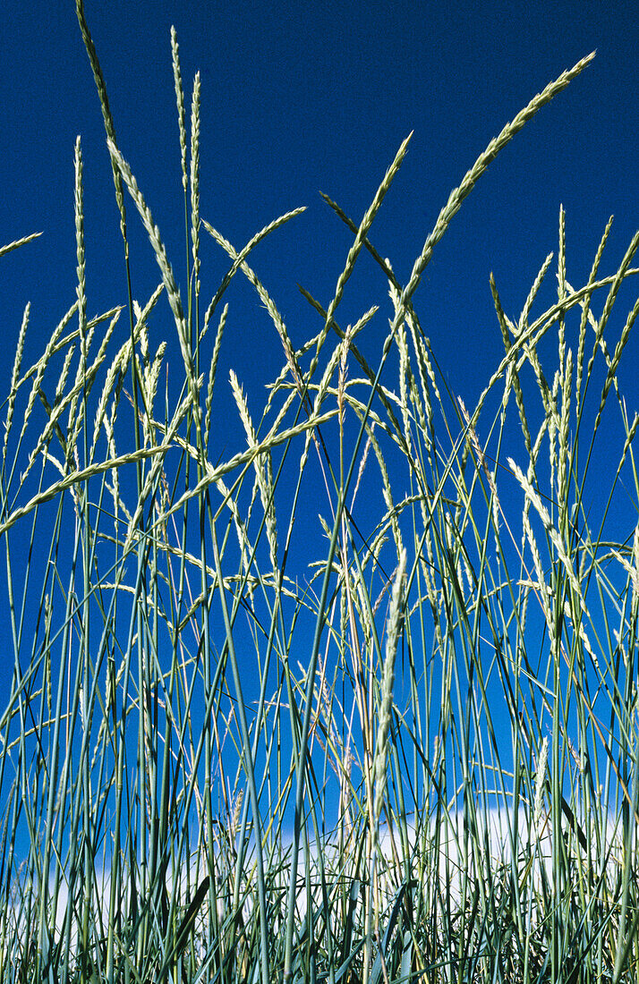 See reed. Bohuslän, Sweden