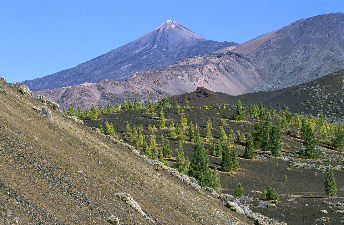 Teide Narional Park. Tenerife, Canary Islands. Spain