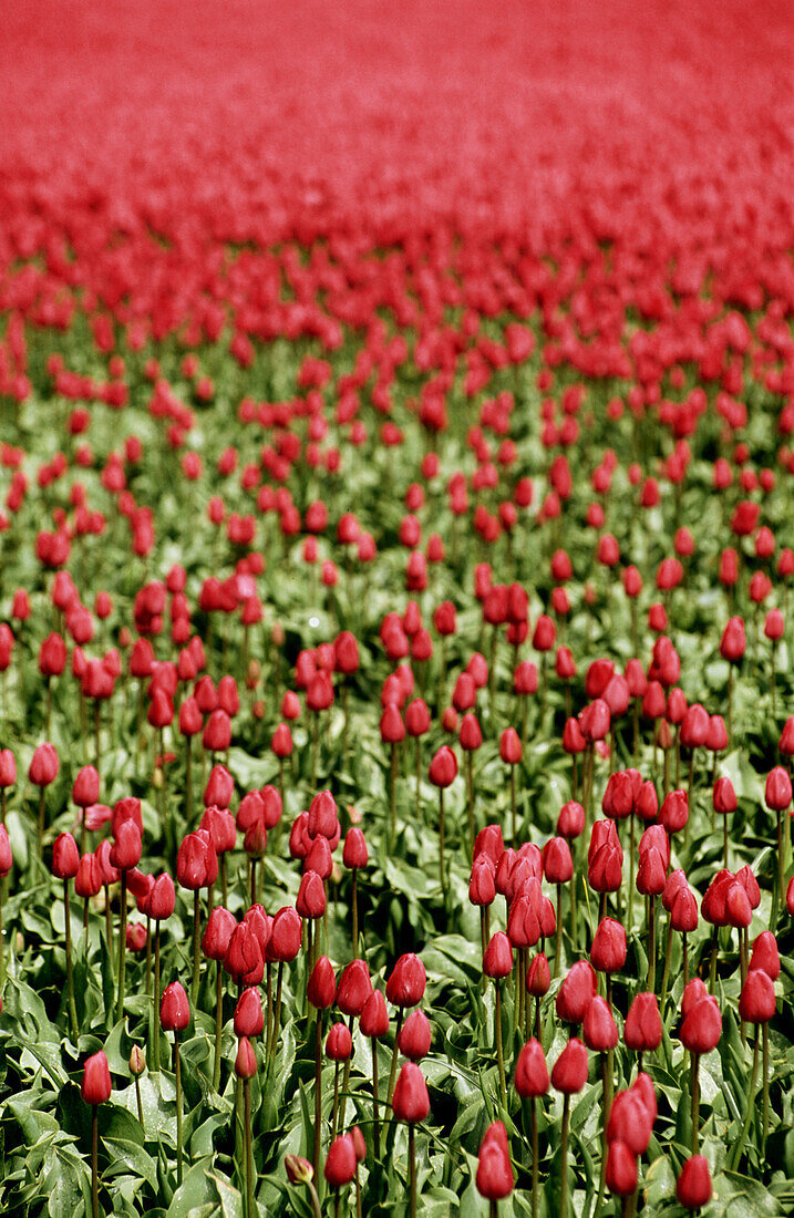 Tulip fields. Holland