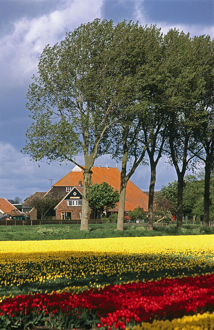 Tulip fields. North Holland.