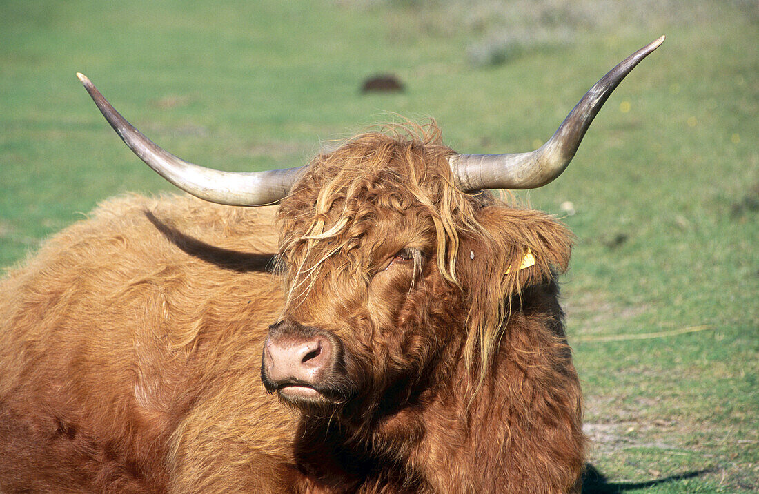 Scottish Highland cattle (Bos taurus). Texel island, Holland