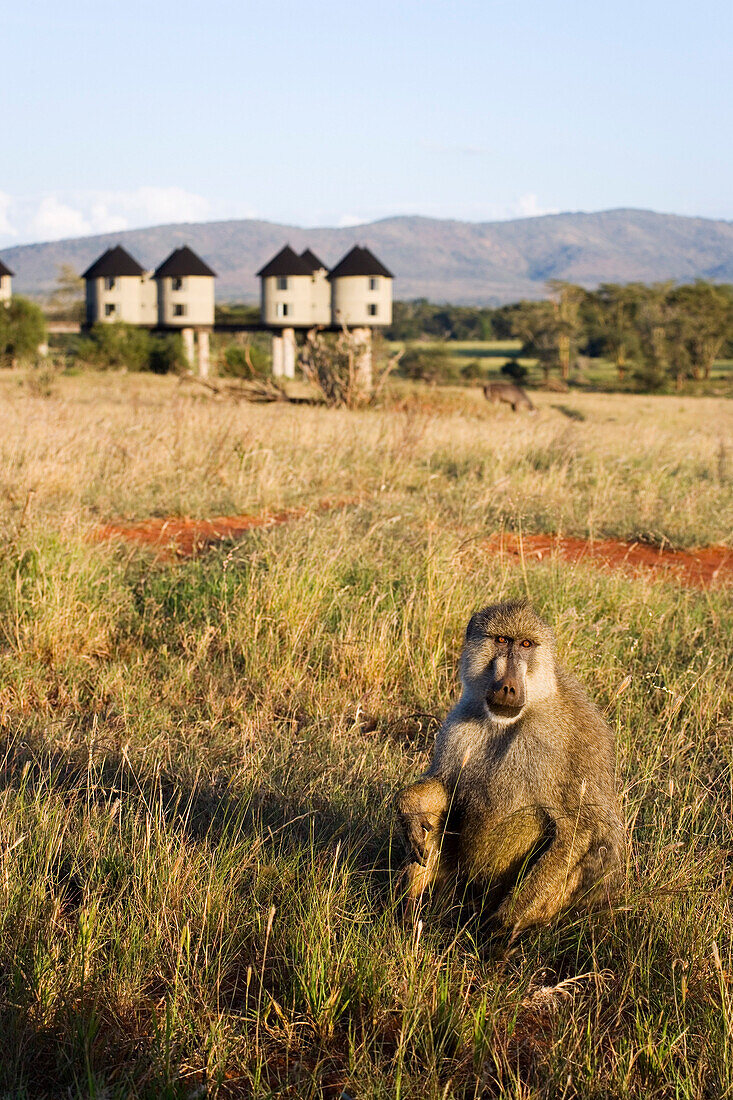 Baboon in grass, Sarova Salt Lick Lodge in background, Taita Hills Game Reserve, Coast, Kenya