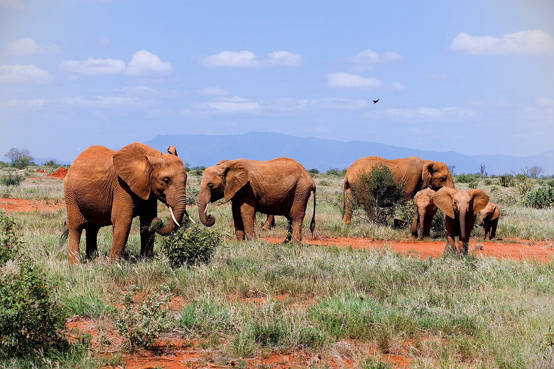 Family of African Bush Elephants in savannah, Tsavo East National Park, Coast, Kenya