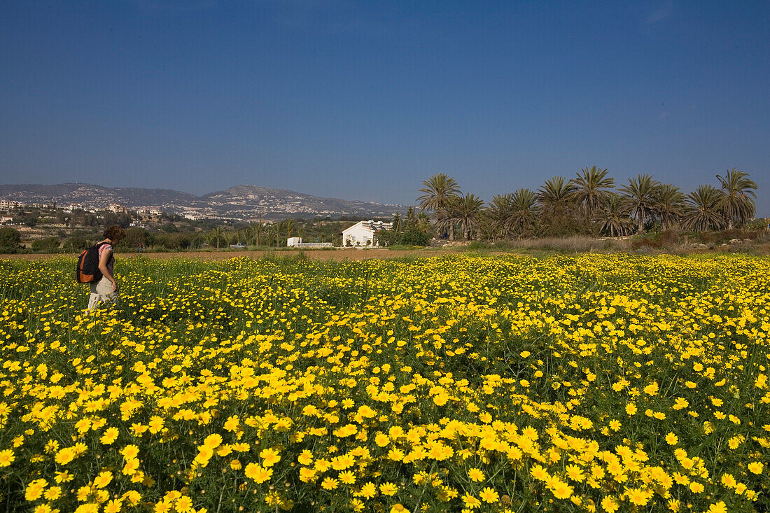 Frau wandert durch eine Blumenwiese, Wanderung, in der Nähe von Coral Bay, Pafos, Südzypern, Zypern