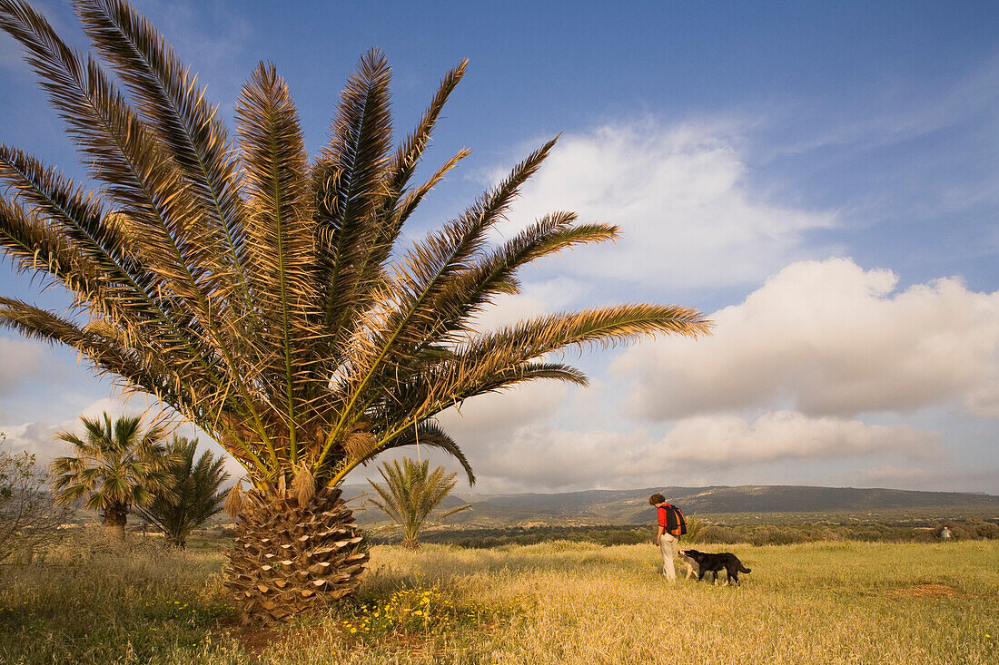 Woman hiking across a meadow with palm trees, Lefkara, Akamas Nature Reserve Park, South Cyprus, Cyprus