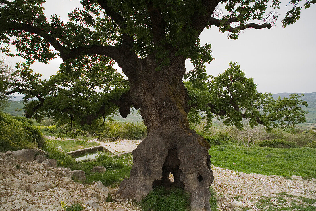 Hundred year old oak tree near Fythi, Troodos mountains, South Cyprus, Cyprus