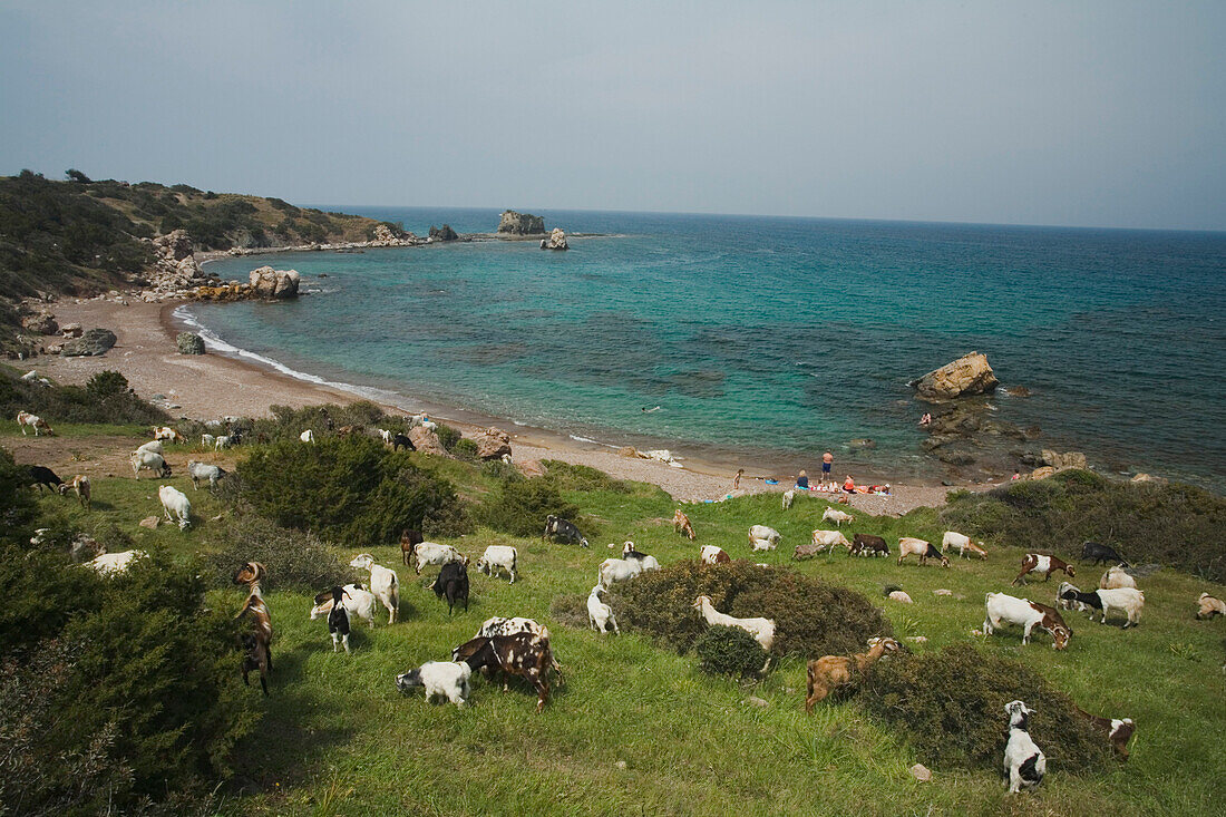 Coastal landscape with a herd of goats, people on the beach below, near the Baths of Aphrodite, Akamas Nature Reserve Park, South Cyprus, Cyprus