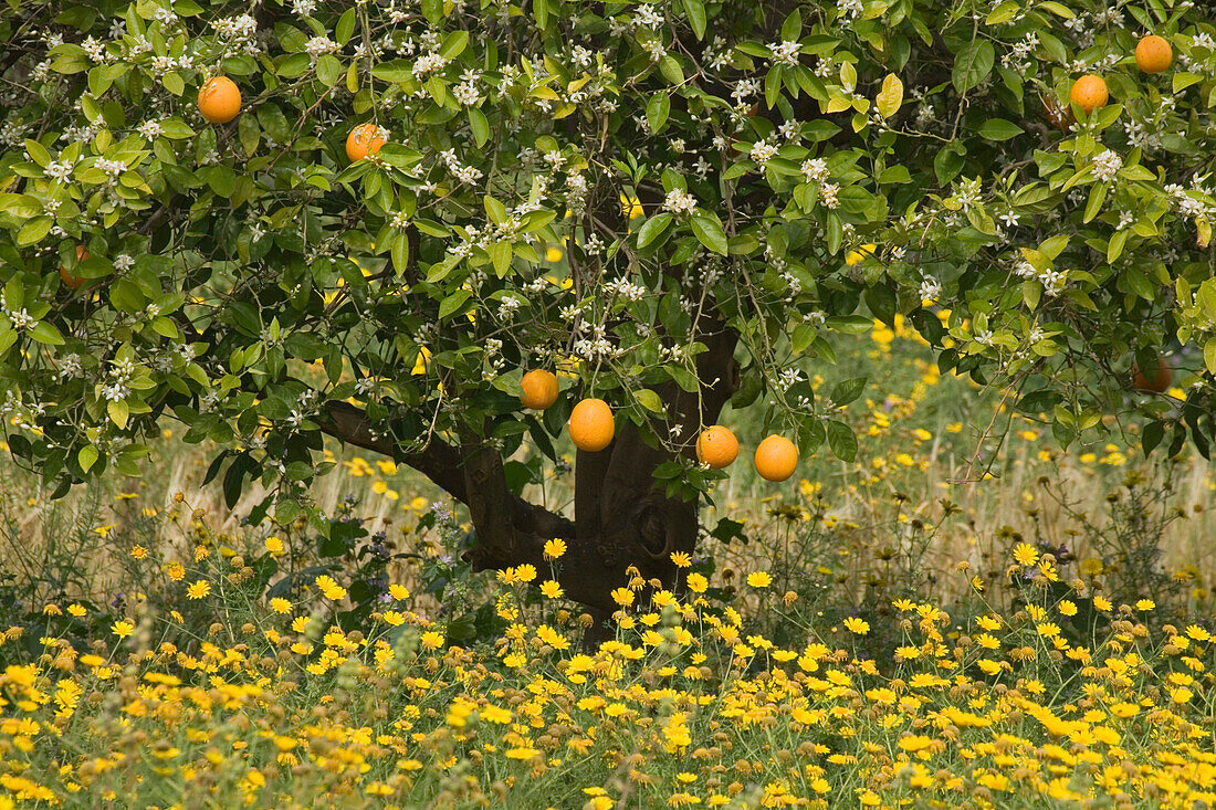 Orangenbaum in einem Orangenhain, Landwirtschaft, Akamas Naturpark, Südzypern, Zypern