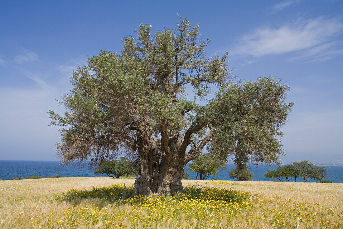 Olive tree in the middle of a wheat field near the coast, near the Baths of Aphrodite, Akamas Nature Reserve Park, South Cyprus, Cyprus