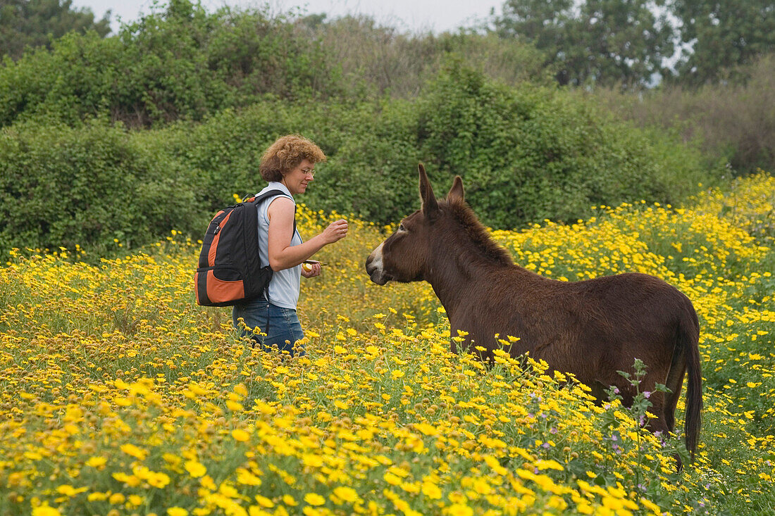 Begegnung mit einem Esel, Frau beim Wandern in Akamas Naturpark, Blumenwiese, Südzypern, Zypern