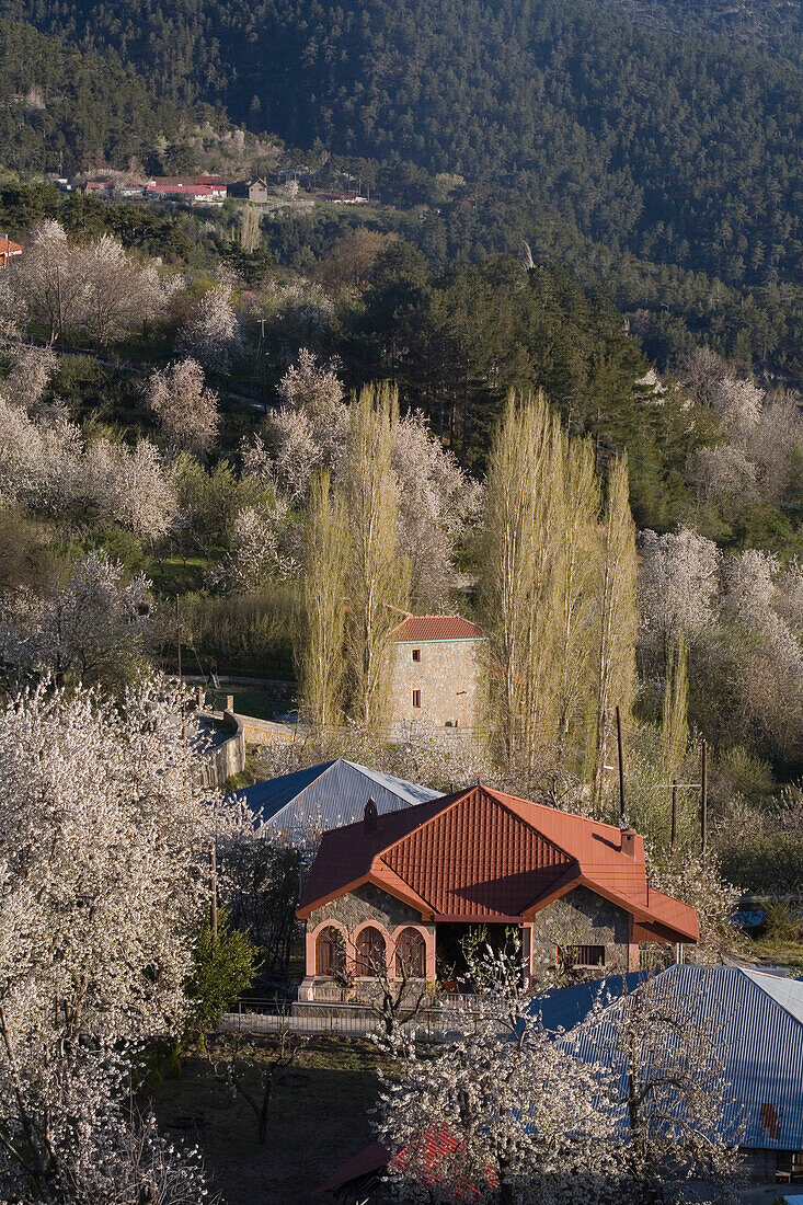 Gebirgslandschaft mit Kirschblüten, Frühling, Prodromos, Troodos Gebirge, Südzypern, Zypern