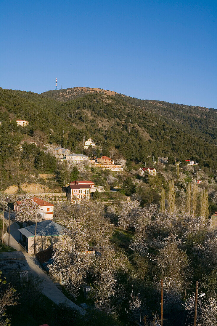 Mountain landscape with cherry blossoms, Prodromos, Troodos mountains, South Cyprus, Cyprus