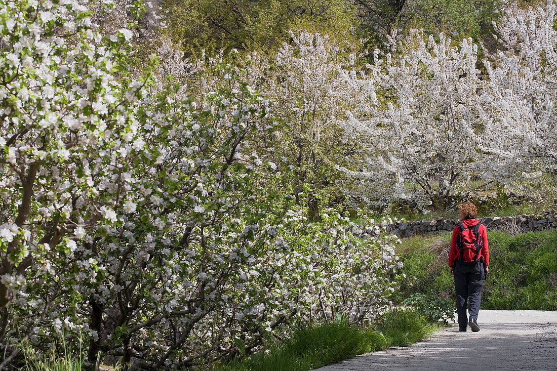 Woman hiking along trail with cherry blossoms, Prodromos, Troodos mountains, South Cyprus, Cyprus