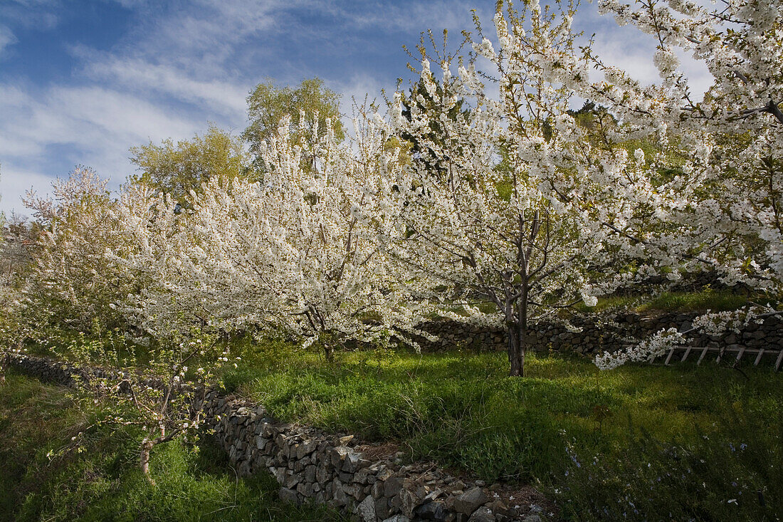 Cherry blossoms, Prodromos, Troodos mountains, Südzypern, Cyprus
