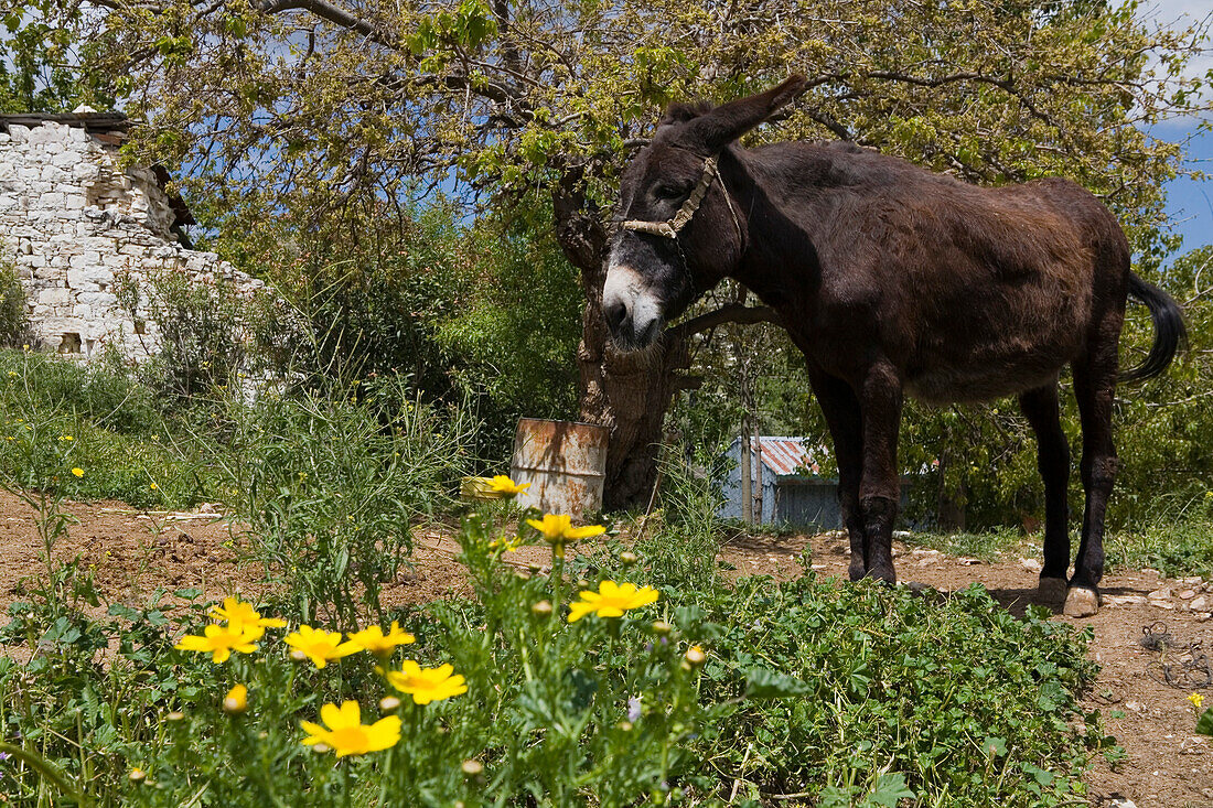 Esel auf einem Feld, Landwirtschaft, Troodos Gebirge, Koilani, Südzypern, Zypern