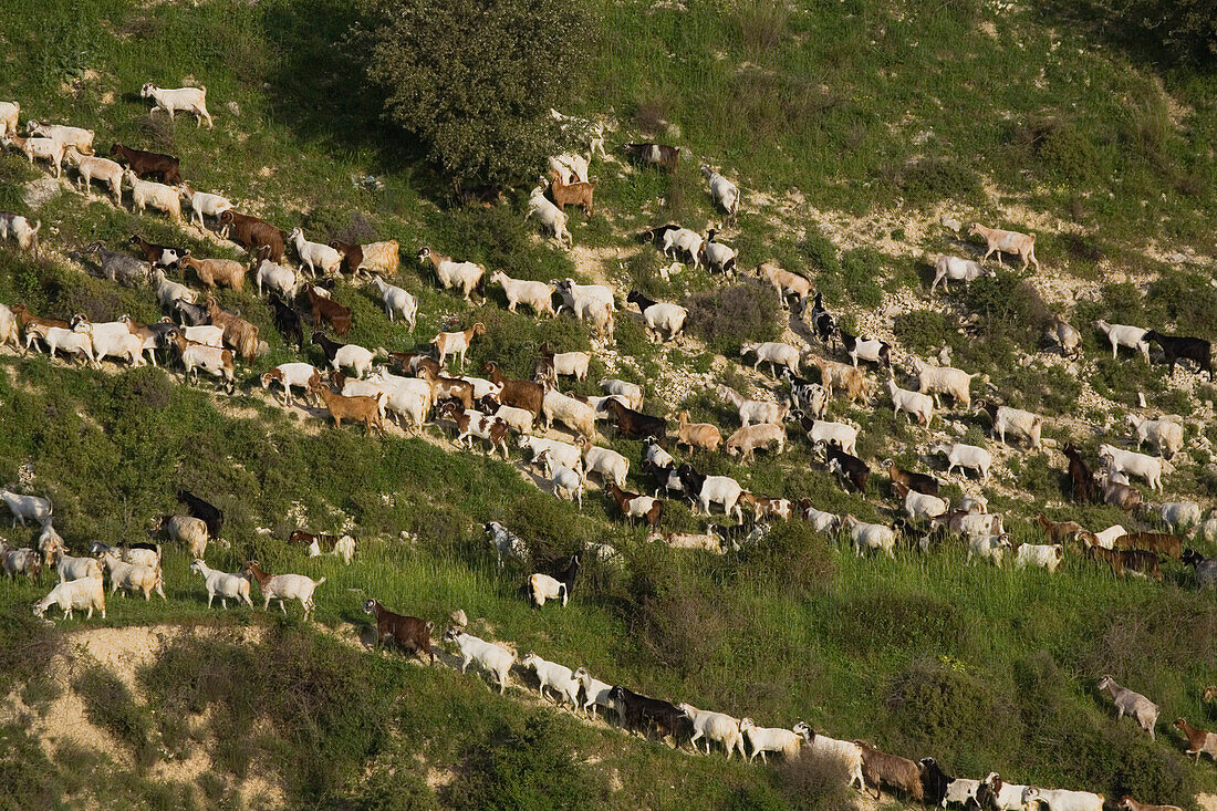 Goat herd on a mountain landscape, Agriculture, near Dora, Troodos mountains, South Cyprus, Cyprus