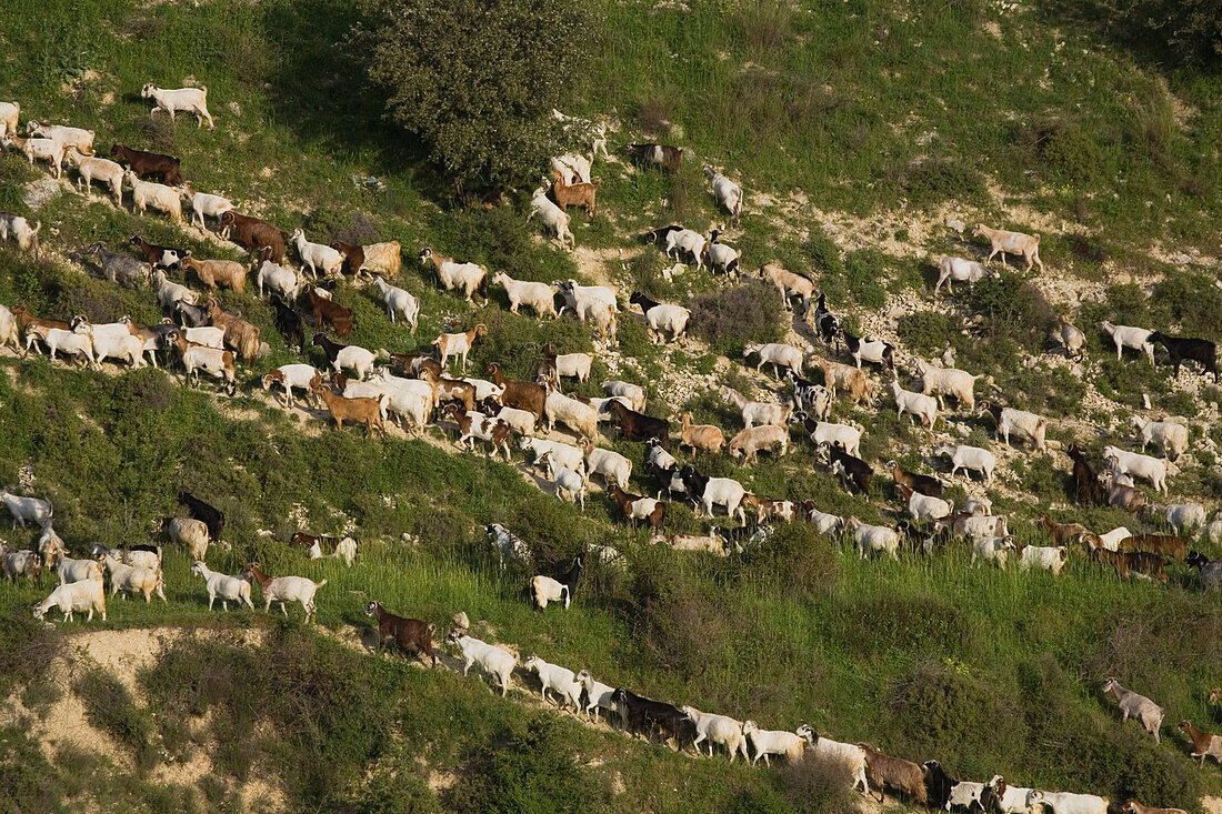 Ziegenherde, Ziegen in einer Berglandschaft, in der Nähe von Dora, Troodos Gebirge, Landwirtschaft, Südzypern, Zypern